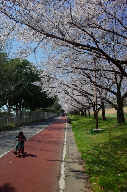 2020-03-26 川越水上公園　桜 060