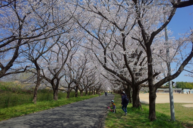 2020-03-26 川越水上公園　桜 085