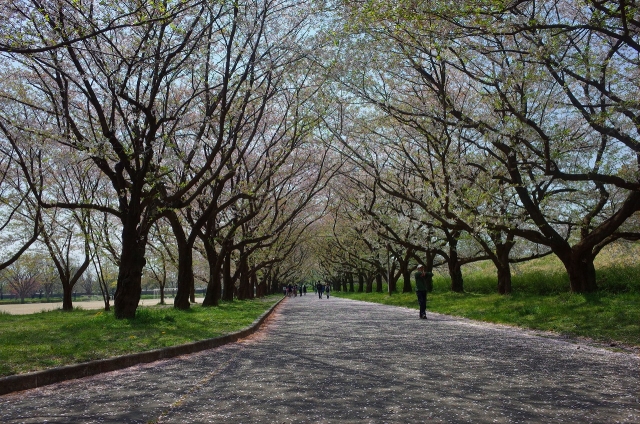 2020-04-08 川越水上公園　桜 035