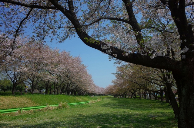 2020-04-08 川越水上公園　桜 038
