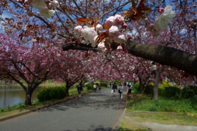 2020-04-09 川越水上公園 八重桜 123