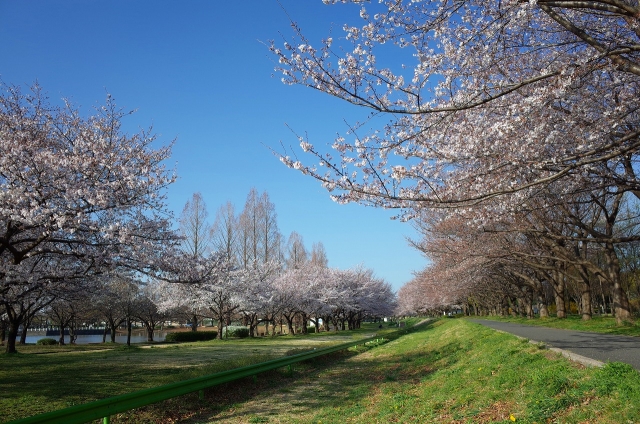 2021-03-26 川越市水上公園 桜 002