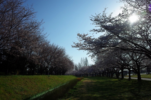 2021-03-26 川越市水上公園 桜 009