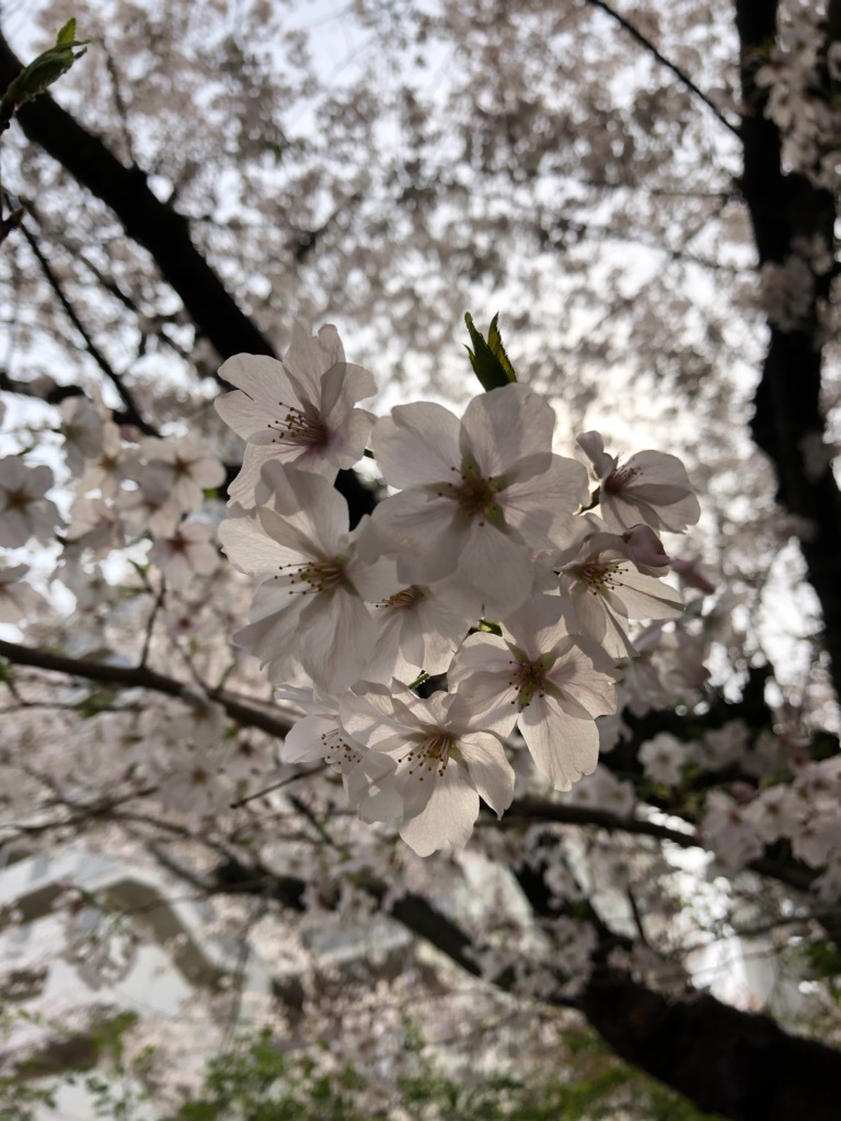 IMG_7662　桜