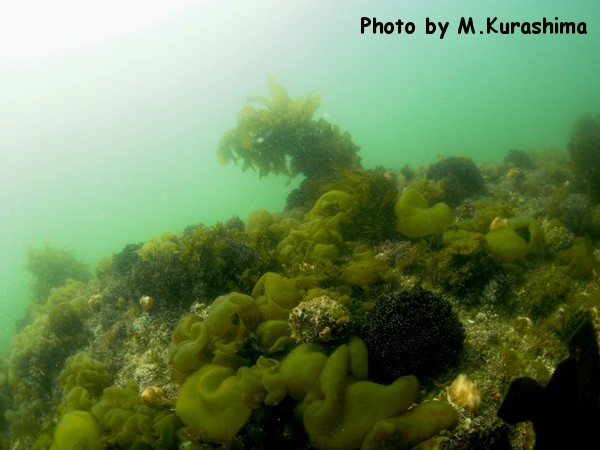 海藻たち