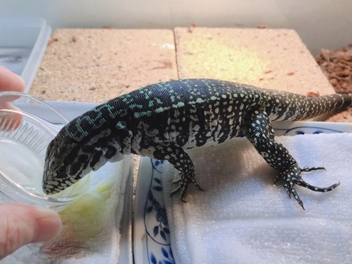 変換ブラぺ77