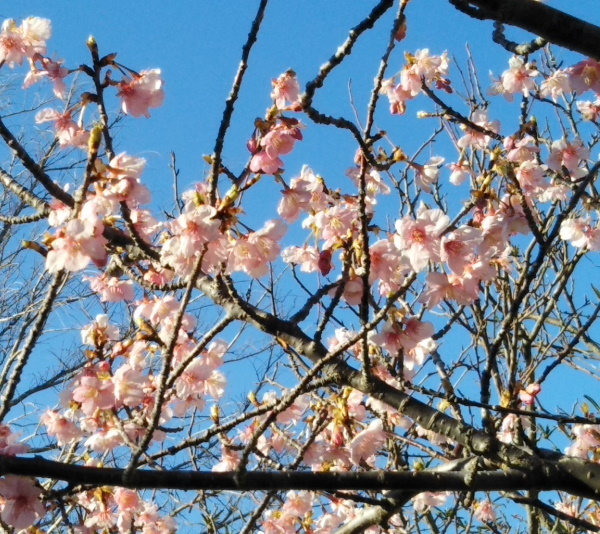 fc2早咲き桜2