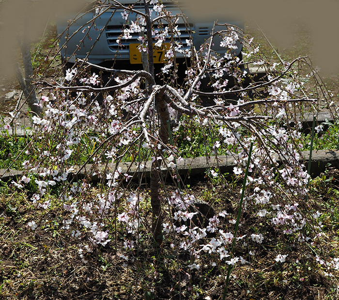 fc2庭の桜1