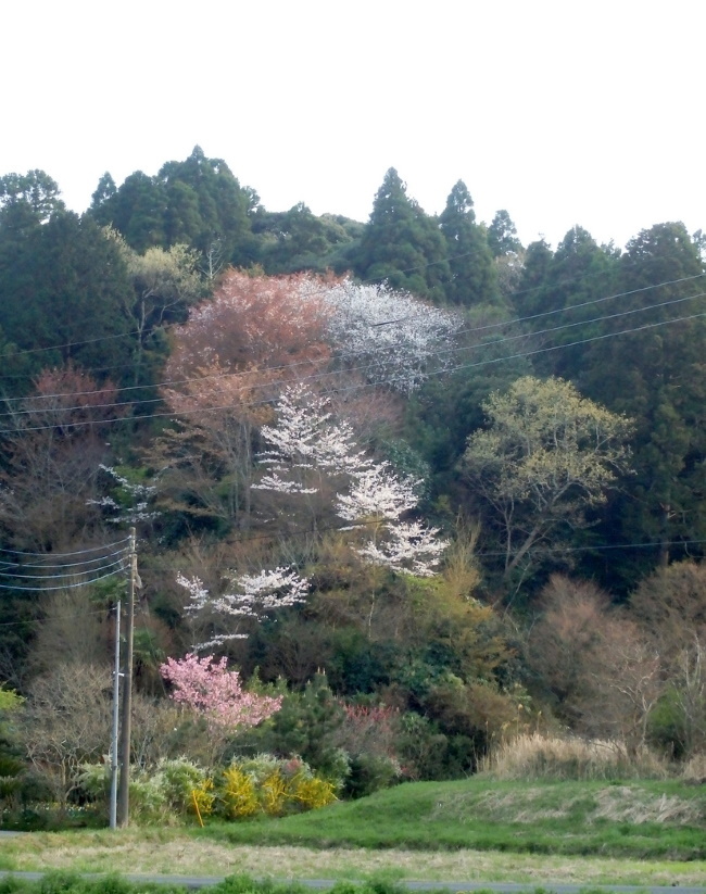 fc2山桜