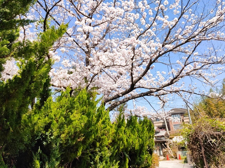 クリヤヨガハウス気楽の桜